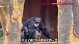 大猩猩成“老烟枪”吞云吐雾？抽烟手法娴熟引热议，动物园回应