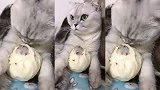 猫咪想吃肉包子，没想到里面还包着一个老鼠，真是长见识了！