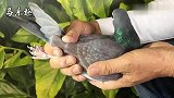 信鸽鉴赏：这种羽色的鸽子你见过吗？很少见