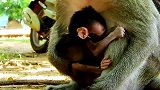 猴妈这样对待一只没有断奶的小猴子真是太过份了，小猴子要崩溃了