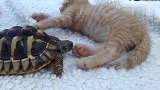 乌龟“偷袭”正在熟睡的橘猫，橘猫的反应亮了