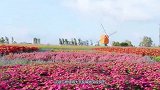 盐城的欧洲风情，建起一座荷兰小镇，打造全国最大郁金香花海