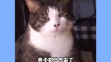 你肯定没见过心机如此之重的狗子