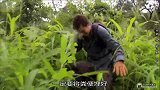 贝爷第二季第8集下：烤毛毛虫，这滋味肯定很酸爽，你们谁吃过？