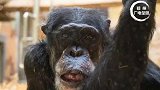 寿“猩”来啦！德国大猩猩庆祝60大寿。