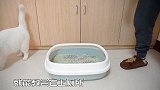 猫爱尿床，被我纠正后，它很感激