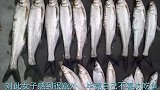 女子捡回一只流浪猫，不久之后家中多了好多鱼，跟踪之后发现秘密