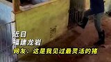你见过用猪圈，做跨栏运动的猪吗？