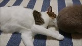 这只兔子有特殊的报仇方式，不知道猫咪醒了会不会咬它