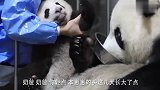 饲养员偷抱熊猫险些被抓包,原因居然这么搞笑,原谅我不厚道笑了