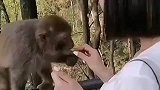 吃饱了打厨师，这猴子太坏了