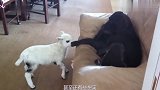 小羊公然调戏狗子,没想到狗子的反应绝了!镜头拍下搞笑一幕