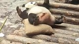 国宝大熊猫做俯卧撑，连国宝都如此努力，你还不赶紧练起