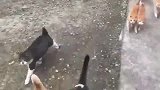 网友散步时被几十只猫打劫，场面一度失控