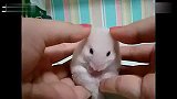 [搞笑]受惊吓小白鼠爆笑惊呆完整版