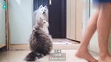主人给狗子洗澡，猫咪坚持要全程看护，围观时的小动作太可爱了