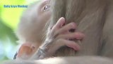 为了戒奶，猴妈想尽了办法