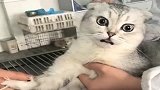 猫咪打针，一脸生无可恋，看到这表情我不厚道的笑了