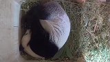大熊猫科普：阳阳几天不吃喝，全球首例圈养抚养长大的龙凤胎