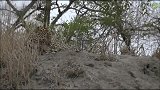 非洲大草原上的豹子享用猎物