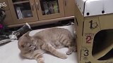 今天轮到橘猫看娃，面对调皮捣蛋的小奶猫，橘猫也是见怪不怪了