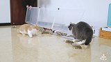 4只猫遇上50只耗子当场翻车？！猫：麻，你听我解释