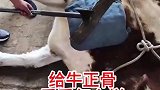 牛骨折了，给牛正骨