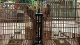 2只很凶的画眉鸟，上性火大，见面就要打架！