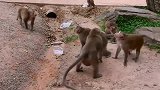 猴妈助儿子争夺王位，被猴群追杀从树上摔下来，差点丢了性命