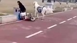 你骑车不看路啊？耽误我晨跑了不知道么？