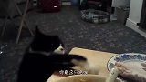 猫咪看主人挤牛奶，主人给他喂了一点，下一秒憋住别笑