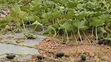农村生活：真防不胜防！不让偷瓜结果瓜叶没了