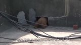 狠心主人为了抛弃泰迪，将它囚禁在屋顶数月，获救时眼神令人心疼