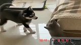 二哈学拆家，结果被猫咪逮住一顿教育，网友：还是喵喵拳厉害！