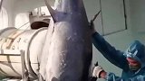 蓝鳍金枪鱼，真正的海中爱马仕