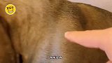 狗：没钱骑马就把我当马骑呀，你是真狗呀
