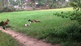 田园土猎狗发生冲突打架，撕咬翻滚在稻田中！