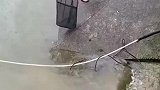 找到一个鱼群，太多了吧