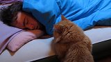 猫咪帮主人守鱼摊，从来不偷吃，成为当地有名的猫老板