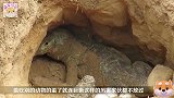 鳄鱼老是偷吃鸭蛋，这回主人出马，全过程被记录下