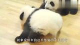 熊猫宝宝学爬行，过程看一次笑一次，画面萌翻了