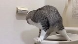 猫咪用马桶上厕所，姿势太逗了，说它没成精谁信啊？