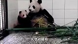 熊猫妈一掌把宝宝推开后，突然想起它是自己亲生的，接下来你别笑！