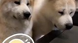 主人吃饭狗狗蹲在旁边看，两只狗狗惊现“神同步”