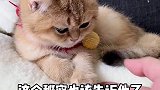 当无辜脸第一次见到亲爹，它的反应也太真实了