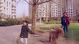 霍思燕下楼遛狗，担心骆驼和金毛打架，嗯哼主动上前交涉丨带娃记