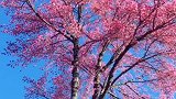 一棵树便是整个春天，大理无量山樱花谷的冬樱花开了