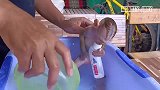 小猴子要不要这么拽啊，一边洗澡还一边喝牛奶，要惯坏去