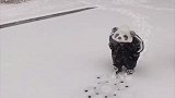 小宝宝在雪地里散步，大摇大摆地像只小熊猫，心都被萌化了！