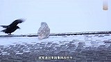猫头鹰正在欣赏雪景，乌鸦非要过来凑热闹，结果就尴尬了